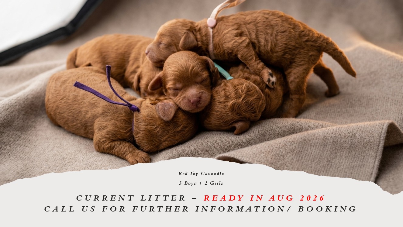 current litter